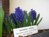 Modr hyacint